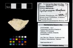 Foto (Objekt + Etikett) von Cycloprosopon stenofrons (Schweitzer & Feldmann, 2010)  (NHMW-GEO-2014-0194-0986)